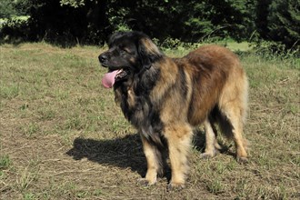 Leonberger Hund, A large dog stands on a grass field with trees in the background, Leonberger Hund,