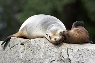 California sea lion (Zalophus californianus), An adult sea lion and a juvenile showing love and