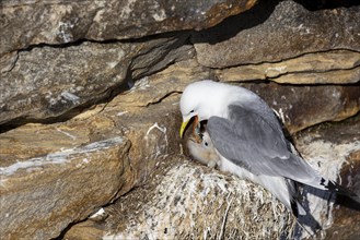 Kittiwake (Rissa tridactyla) feeding chicks on nest, Varanger, Finnmark, Norway, Europe
