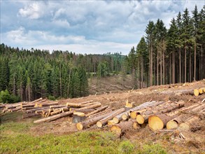 Spruce clear-cutting in the forest after bark beetle infestation, Franconian Forest, Upper