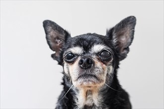 Very old Chihuahua dog with gray hair on white background. KI generiert, generiert, AI generated