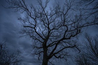 Dramatic, ghostly, oak tree (Quercus) silhouetted against the rainy sky, Mecklenburg-Vorpommern,