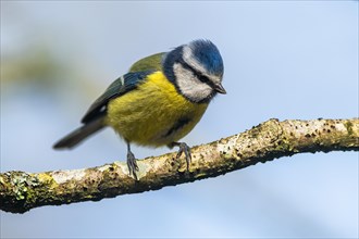Blue Tit, Cyanistes Caeruleus, bird in forest at winter time
