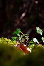 Sunlit common ivy (Hedera helix) on mossy ground, Neubeuern, Germany, Europe