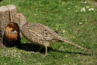 Female pheasant standing in green grass next to tree stump with food bowl on the left looking left
