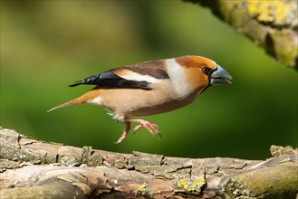 Hawfinch male jumping over a tree trunk looking right