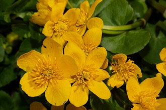Marsh marigold stock with green leaves and some yellow flowers