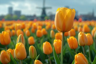Close-up of orange tulips with a windmill and cloudy sky in the distance, AI generated