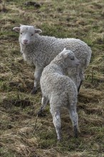 Moorschnucken lambs (Ovis aries) on the pasture, Mecklenburg-Vorpommern, Germany, Europe