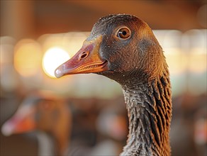 Portrait of a goose with orange beak and watchful eyes, AI generated, AI generated, AI generated