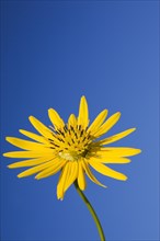 Close-up of yellow Silphium terebinthinaceum, Prairie Dock flower against a blue sky in summer,