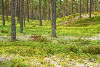Pine forest with green moss and lichens on the forest floor in the summer