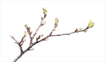 Tree sprout with coins growing from its buds, watercolor illustration on white background AI