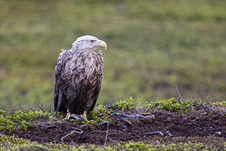 White-tailed eagle (Haliaeetus albicilla), adult bird with a preyed fish in its talons, Varanger,