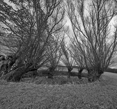 Dramatic, spooky, Overgrown with willows (Salix) Mecklenburg-Vorpommern, Germany, Europe