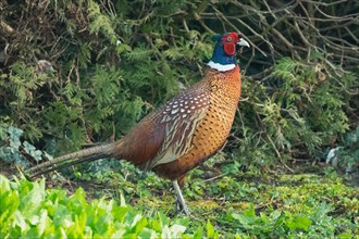 Male pheasant standing in green grass in front of garden hedge on the right