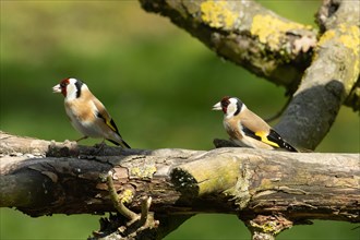 Goldfinch two birds with food in beak sitting on branch next to each other looking left