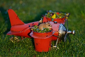Wood mouse with food in mouth in aeroplane with flower pots sitting in green grass looking right