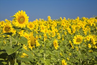 Yellow Helianthus annuus, Sunflowers in field in summer, Quebec, Canada, North America