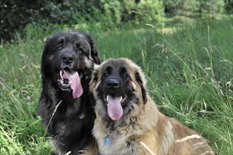 Leonberger dogs, Two smiling dogs sitting next to each other in the grass, Leonberger dog,