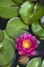 Close-up of pink and yellow Nymphaea, Waterlily flower and green lily pads floating on pond surface