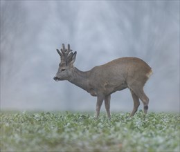 European roe deer (Capreolus capreolus), roebuck with horns in velvet and winter coat standing in a