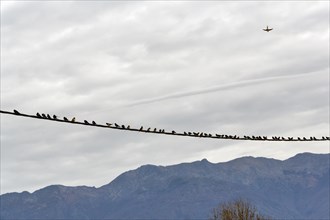 Swallows gathering on power line, flock of birds, migratory birds, Lake Kerkini, Lake Kerkini,