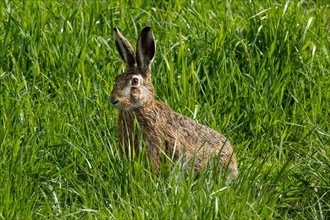 Brown hare sitting in green grass looking left