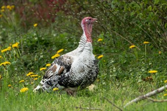 Turkey standing in green grass with yellow flowers looking right
