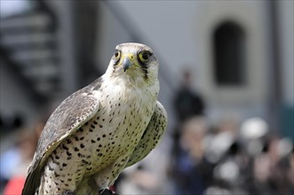 Close-up of a peregrine falcon (Falco peregrinus), A falcon observes its surroundings with sharp