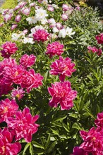 Close-up of pink and white perennial herbaceous Paeonia, Peony flowers in border in late spring,