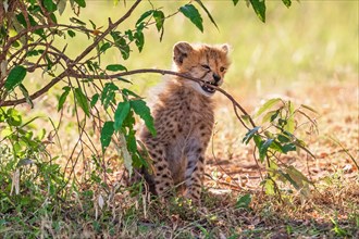 Cheetah cub biting a green twig on a bush in the shade on the savanna, Maasai mara national reserv,