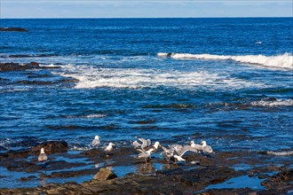 Flock of Great black-backed gull (Larus marinus) on a seashore with a view to the horizon