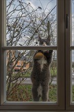 Cat stands at the window and wants to enter the house, Mecklenburg-Vorpommern, Germany, Europe