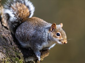 Grey Squirrel, Sciurus carolinensis in a forest at winter
