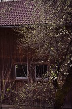 Flowering tree in front of a wooden house, Neubeuern, Germany, Europe
