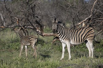 Plains zebra (Equus quagga) mare with foal, Mziki Private Game Reserve, North West Province, South