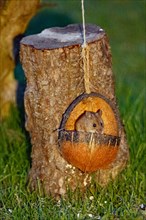 Wood mouse in food bowl sitting in front of tree trunk looking from the front