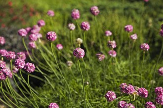 Close-up of perennial pink Armeria maritima, Sea Thrift flowers in spring, Quebec, Canada, North