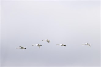 Mute swan (Cygnus olor), small flock in flight, Laanemaa, Estonia, Europe