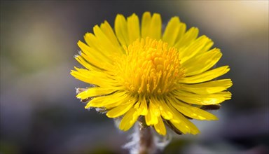 Close-up of a coltsfoot flower in sunlight with visible flower structures, medicinal plant