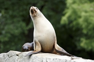 California sea lion (Zalophus californianus), A sea lion resting elegantly on a rock with a pup,