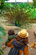 A mother and child looking at an open male Indian peacock because it is in heat looking for females