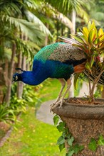 A peacock is standing on a plant in a garden. The peacock is looking down at the ground