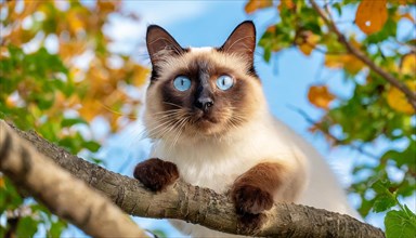 AI generated, animal, animals, mammal, mammals, cat, felidae (Felis catus), a cat resting on a tree