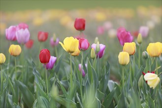 Picturesque field of yellow, red and pink tulips