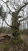 Oak tree (Quercus), about 300 years old sessile oak, royal oak, imperial oak, Knuellwald, Hesse,