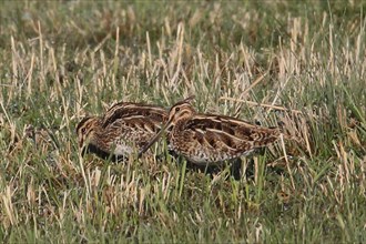 Snipe two birds standing next to each other in green grass on the left