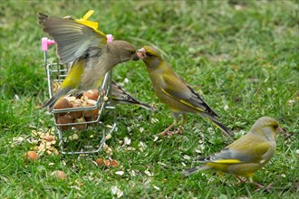 Greenfinch two birds with food in beak and open wings sitting on shopping trolley looking right and