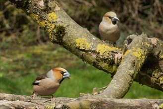 Hawfinch males and females standing on branches seeing differently